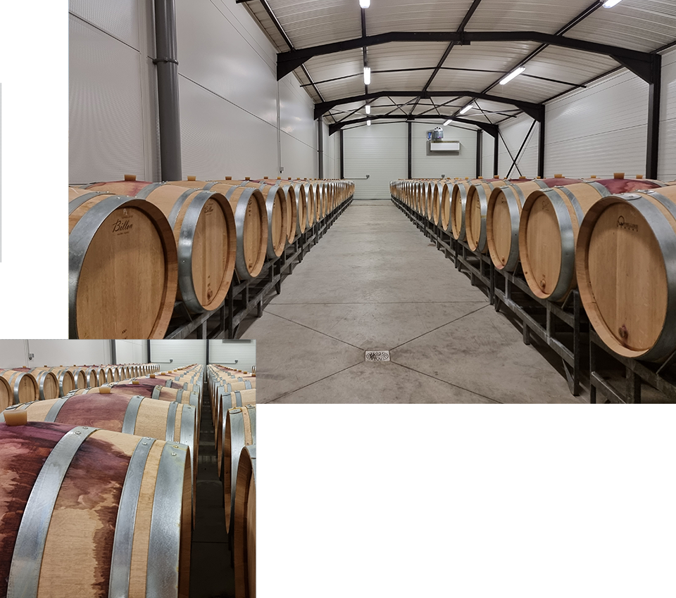 Vinification and maturation